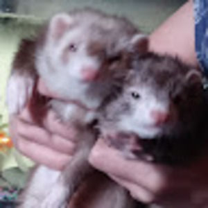 Meet your Posher, Jacqueline